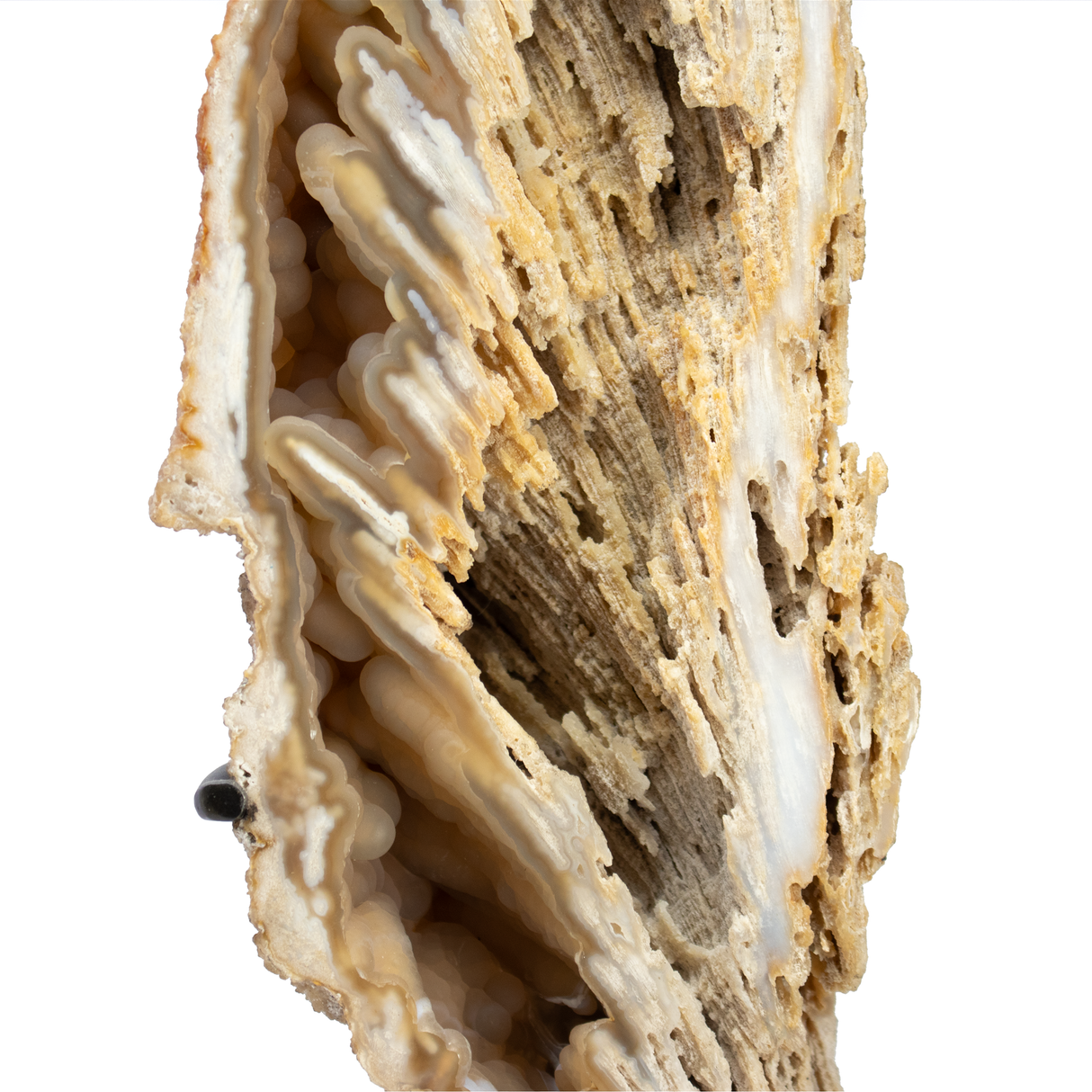 Agatized Fossilized Coral Head Pair In Custom Stand with Silde Open Design and Rotating Feature