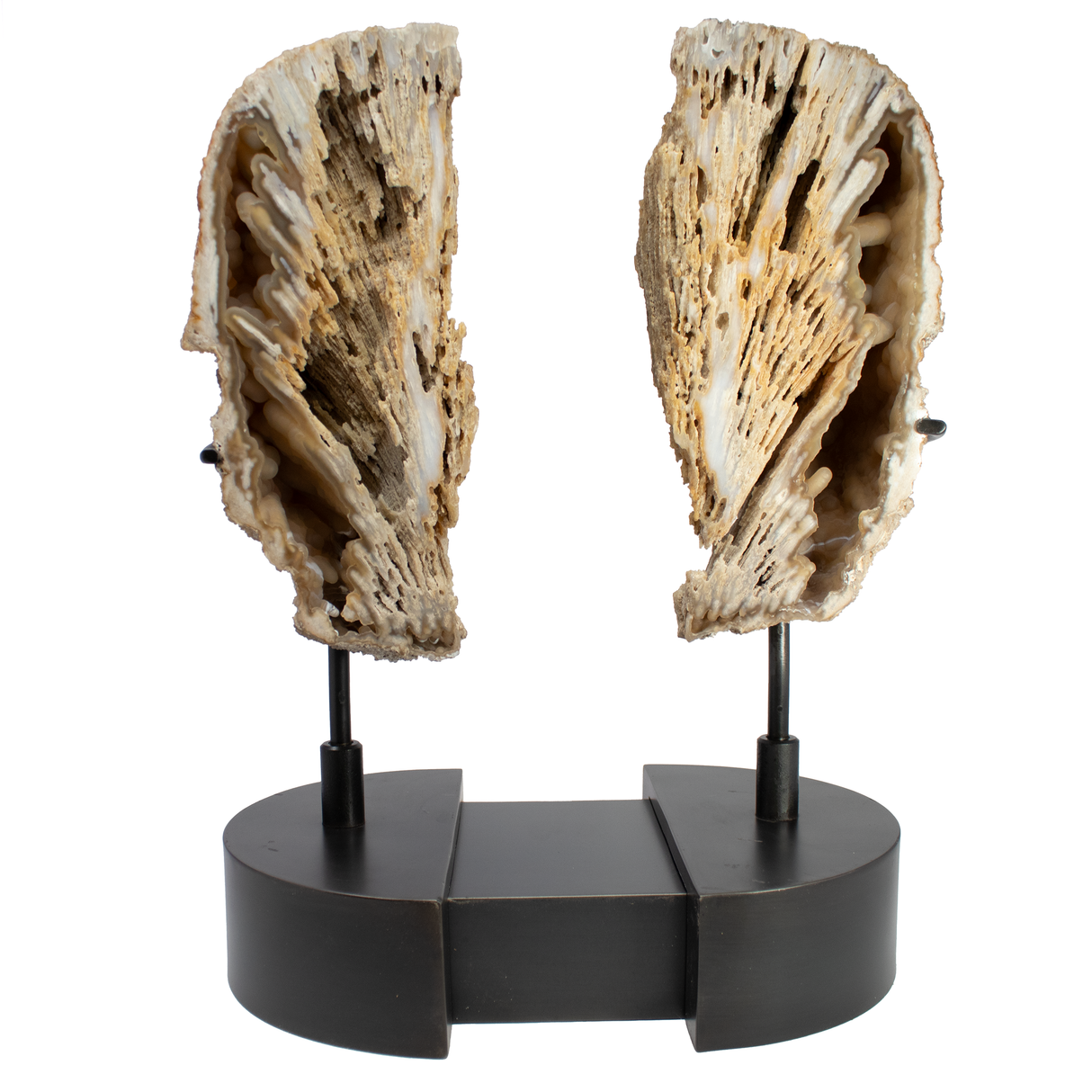View of Agatized Fossilized Coral Head Pair In Custom Stand with Silde Open Design and Rotating Feature