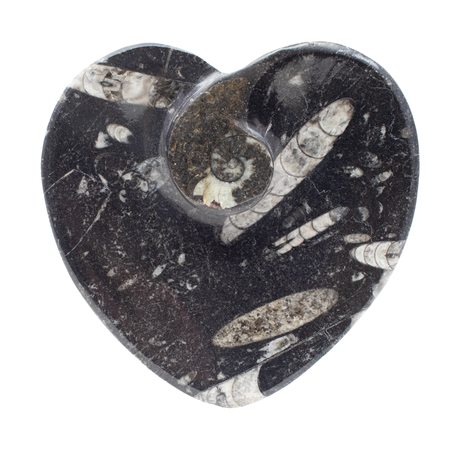 View of Orthoceras and Ammonite SeaBed Fossil Small Heart Dish