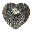 View of Orthoceras and Ammonite SeaBed Fossil Small Heart Dish