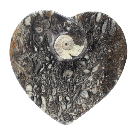 View of Orthoceras and Ammonite SeaBed Fossil Small Heart Dish