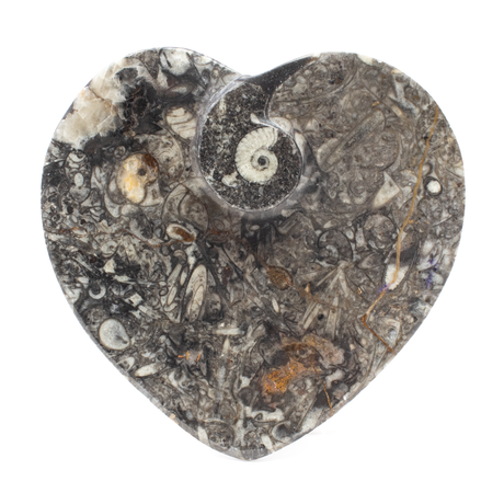 View of Orthoceras and Ammonite SeaBed Fossil Small Heart Dish