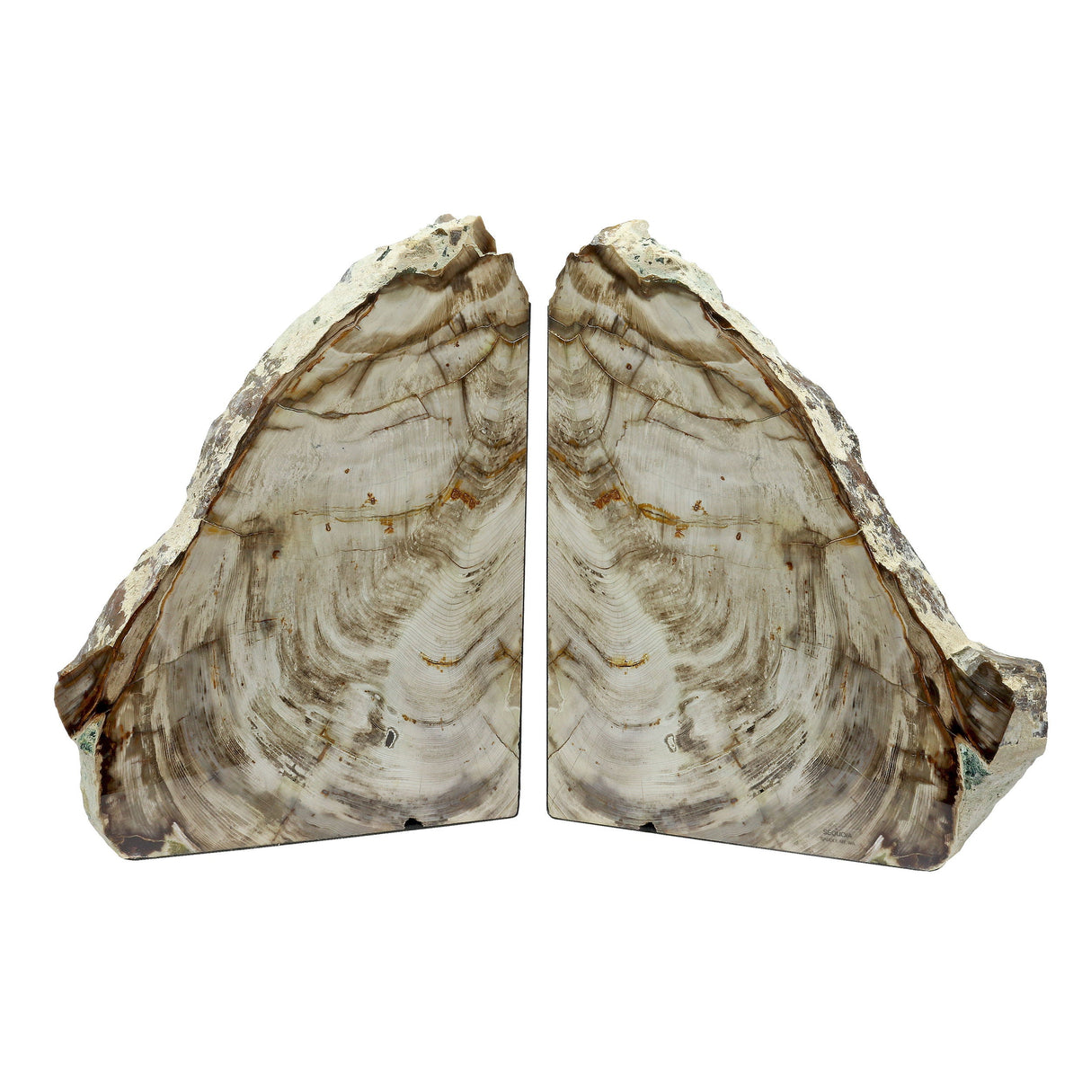 Saddle Mountain Washington Sequoia Petrified Wood Bookends