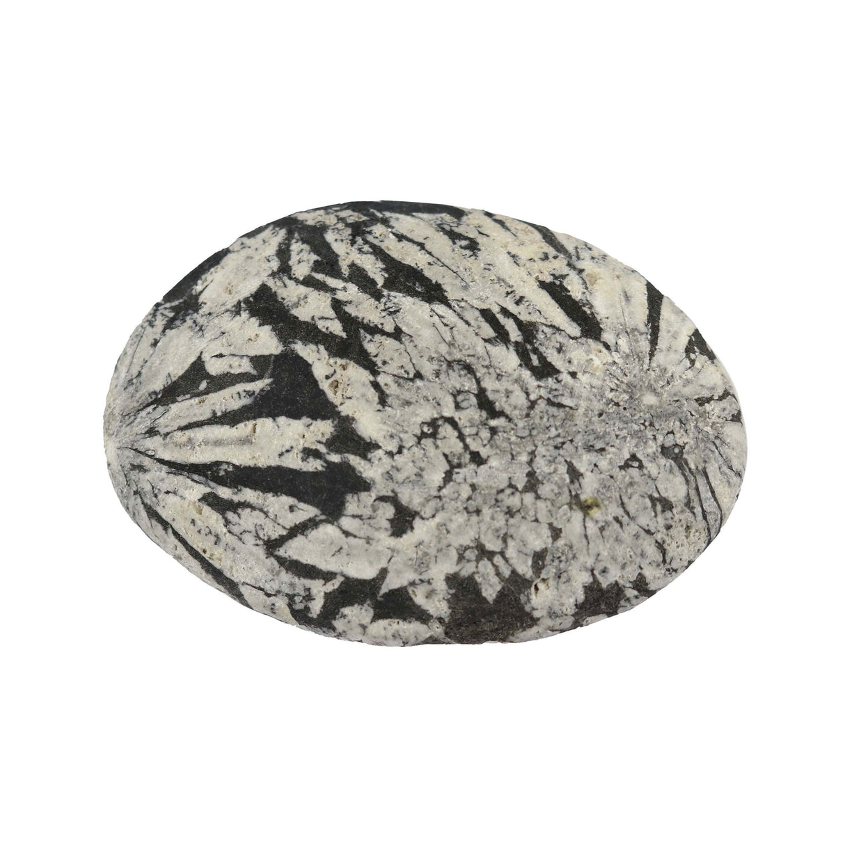 Chrysanthemum Palm Stone