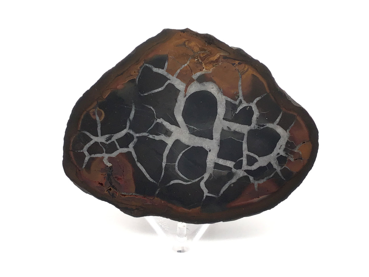 Septarian Nodule Slice on Lucite Stand