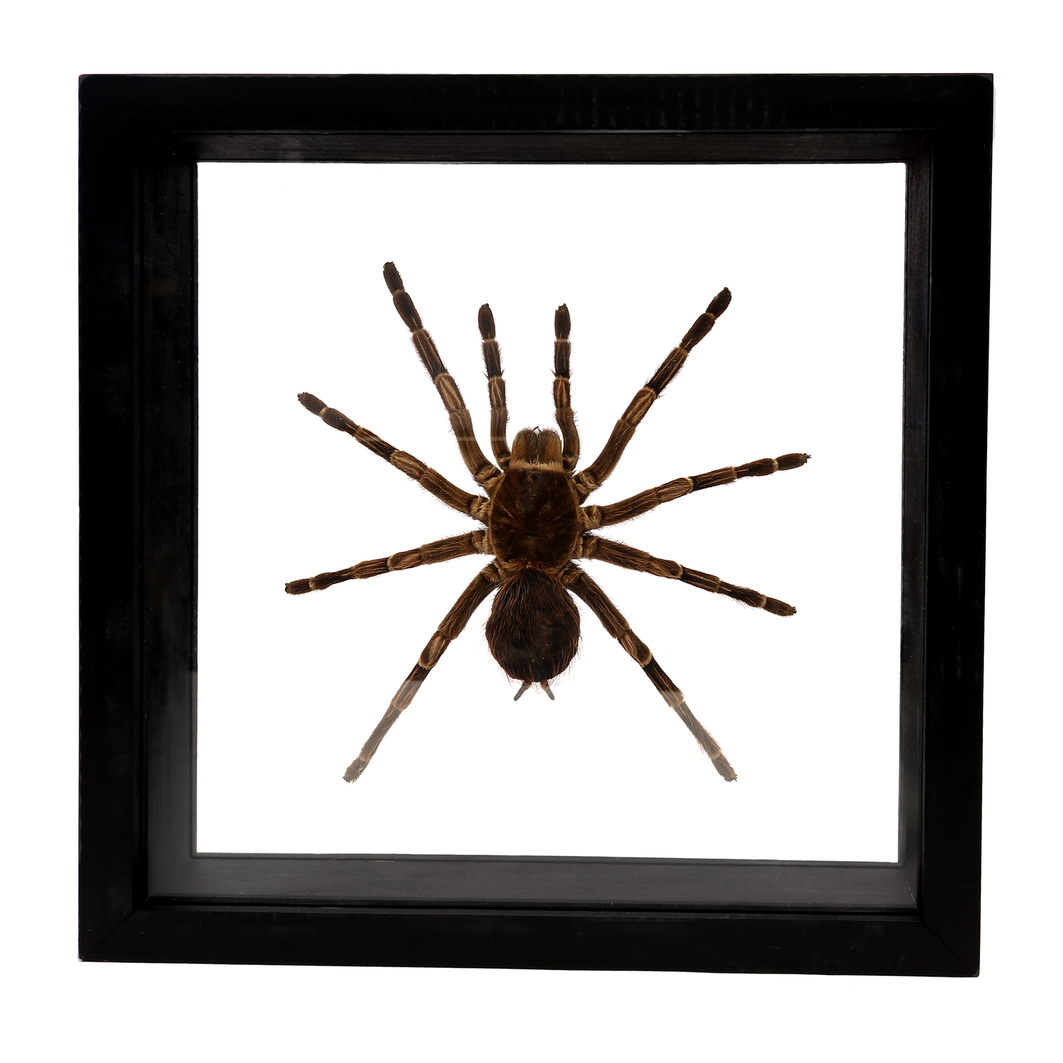View of Tarantula Spider Frame