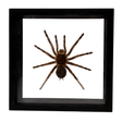View of Tarantula Spider Frame