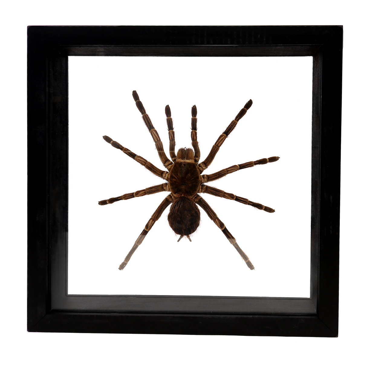 View of Tarantula Spider Frame