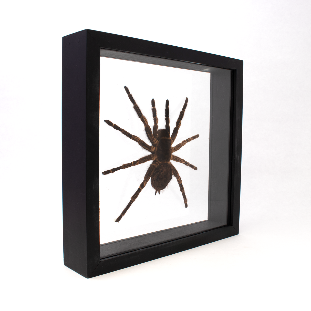 Tarantula Spider Frame