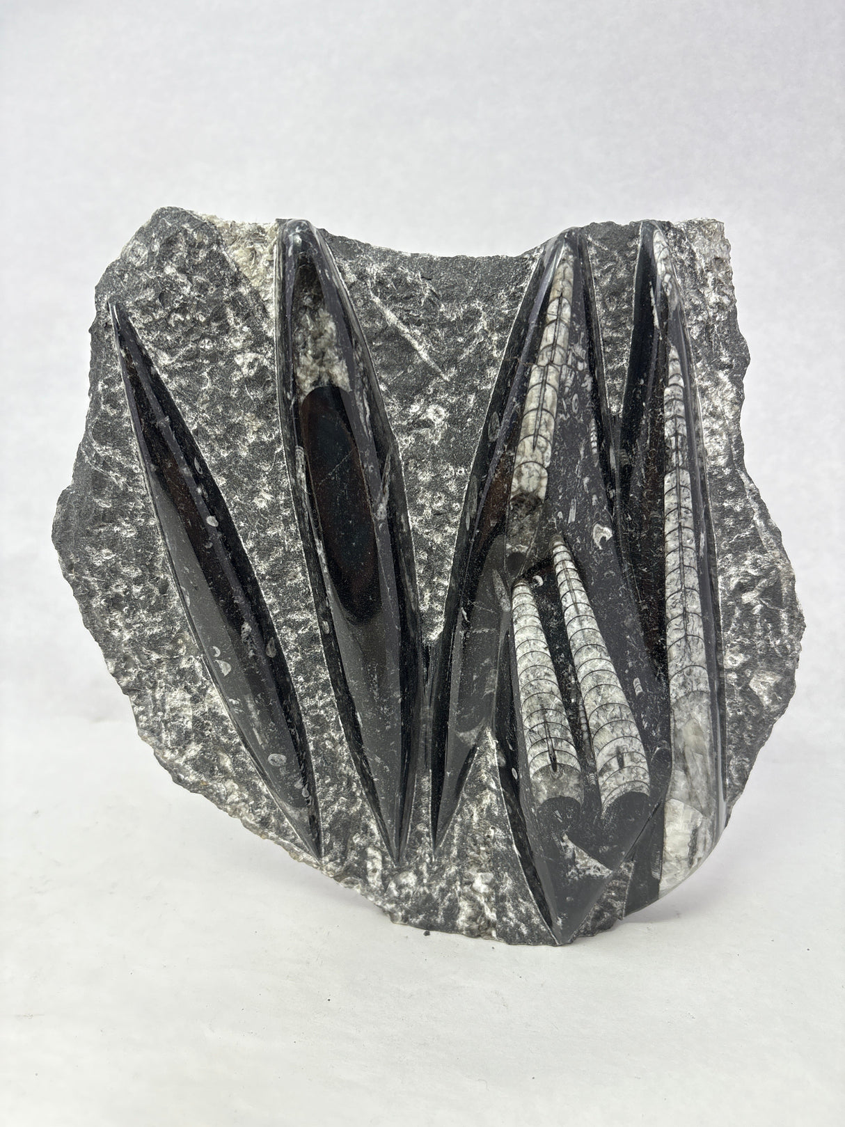 Orthoceras Fossil Plaque with Self-Standing Base