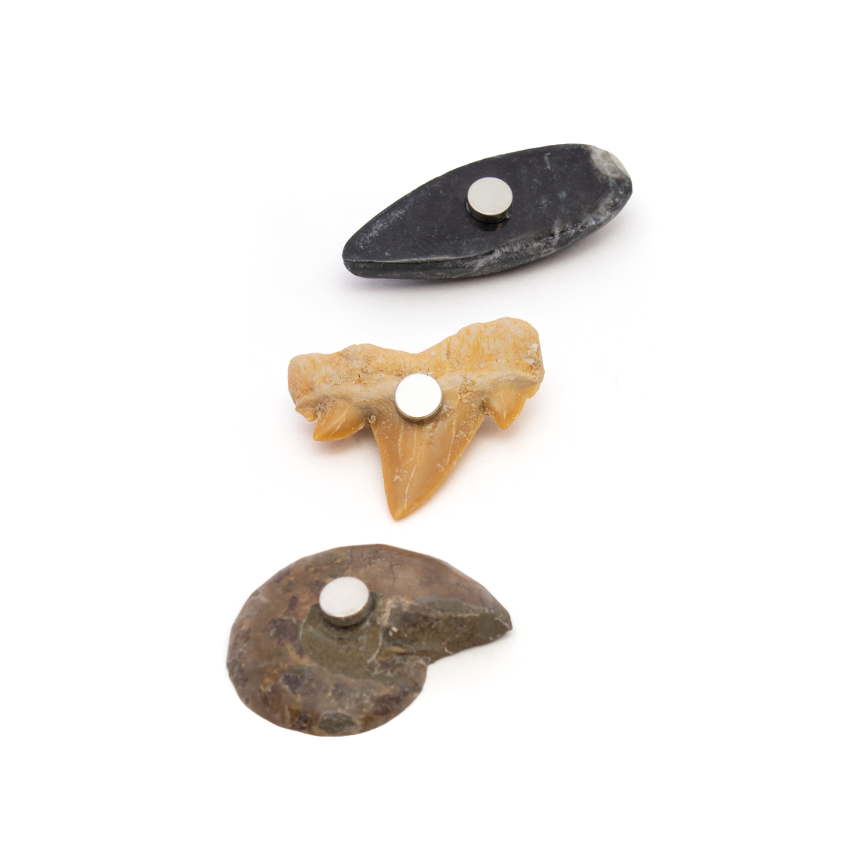 Fossil Magnet Set of 3 with Ammonite Half, Otudus Shark Tooth & Orthoceras