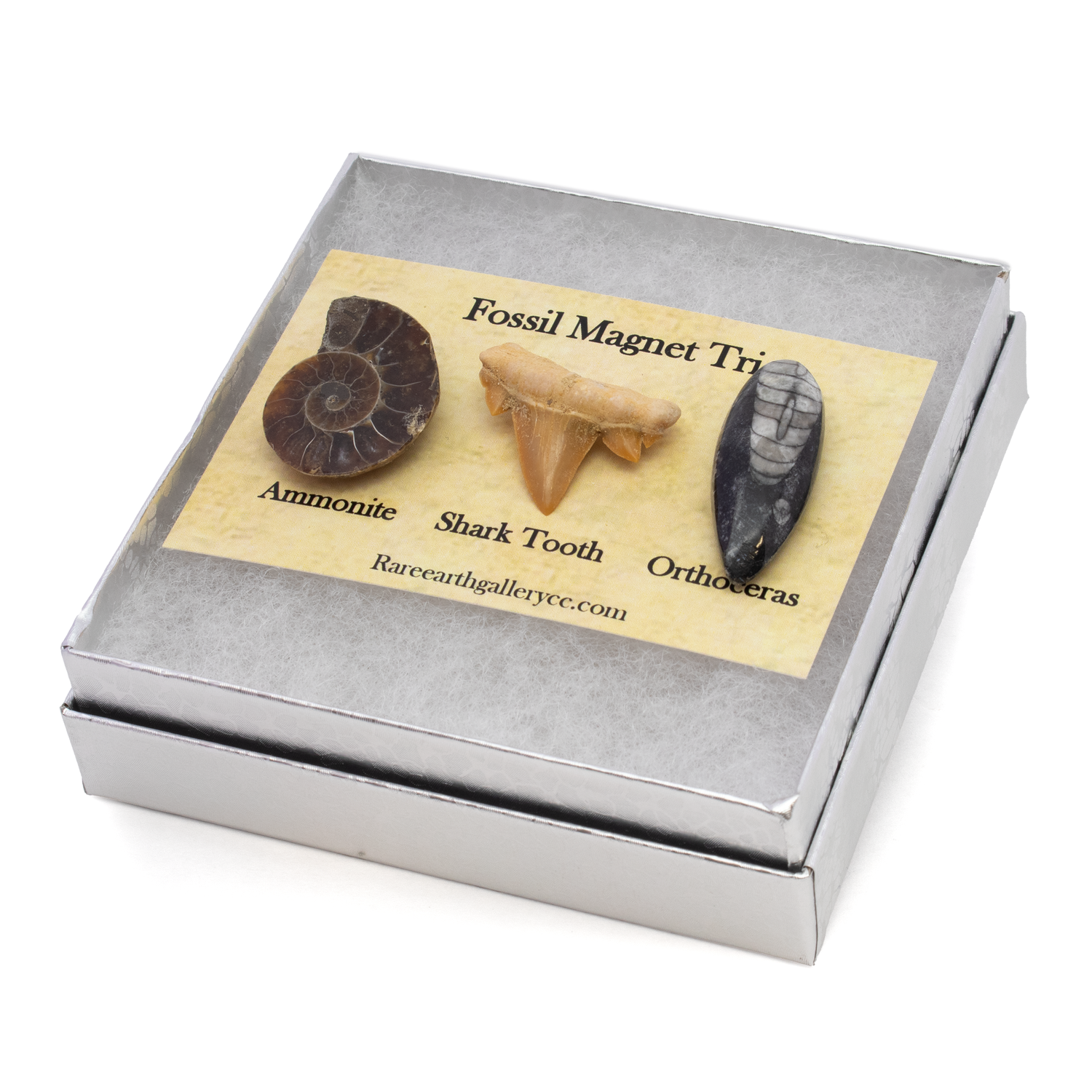 Fossil Magnet Set of 3 with Ammonite Half, Otudus Shark Tooth & Orthoceras