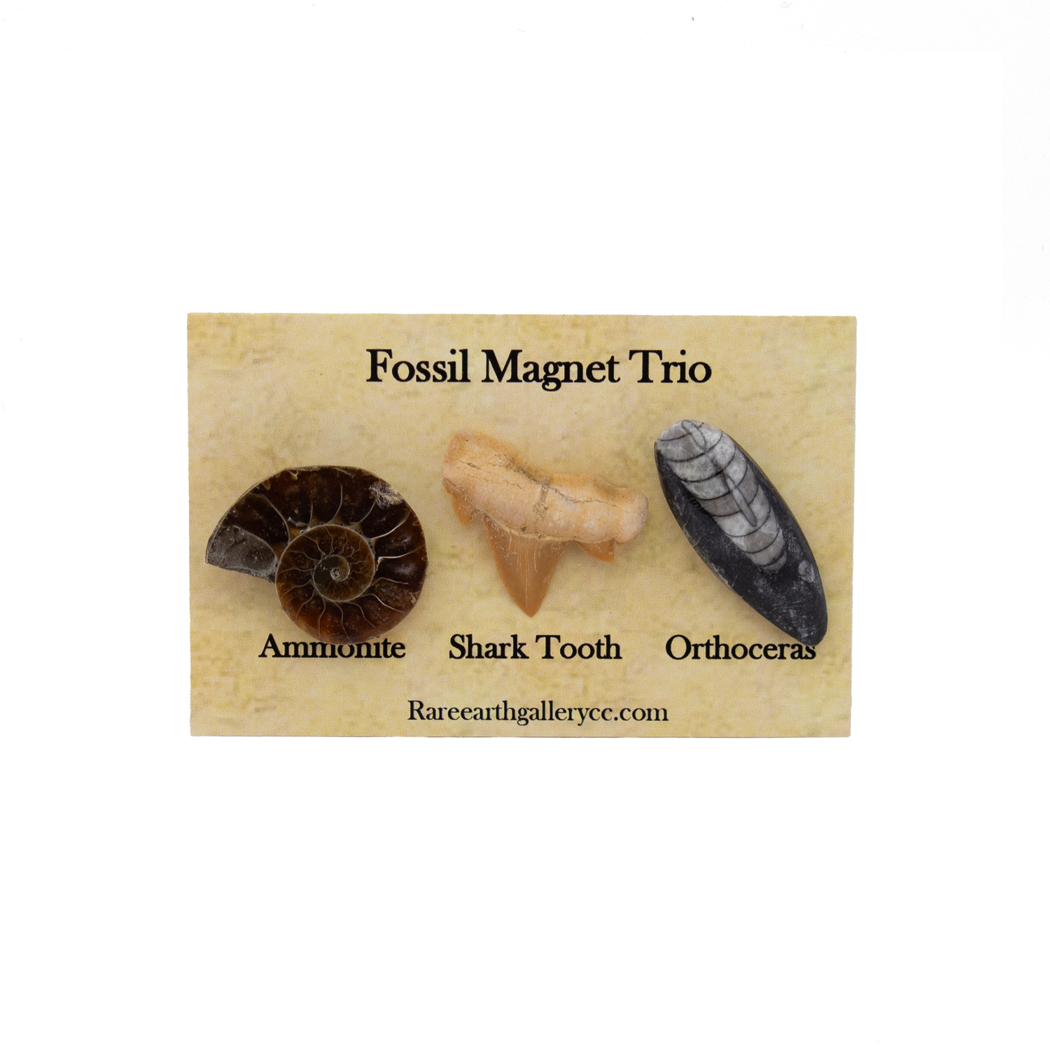 View of Fossil Magnet Set of 3 with Ammonite Half, Otudus Shark Tooth & Orthoceras