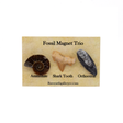 View of Fossil Magnet Set of 3 with Ammonite Half, Otudus Shark Tooth & Orthoceras