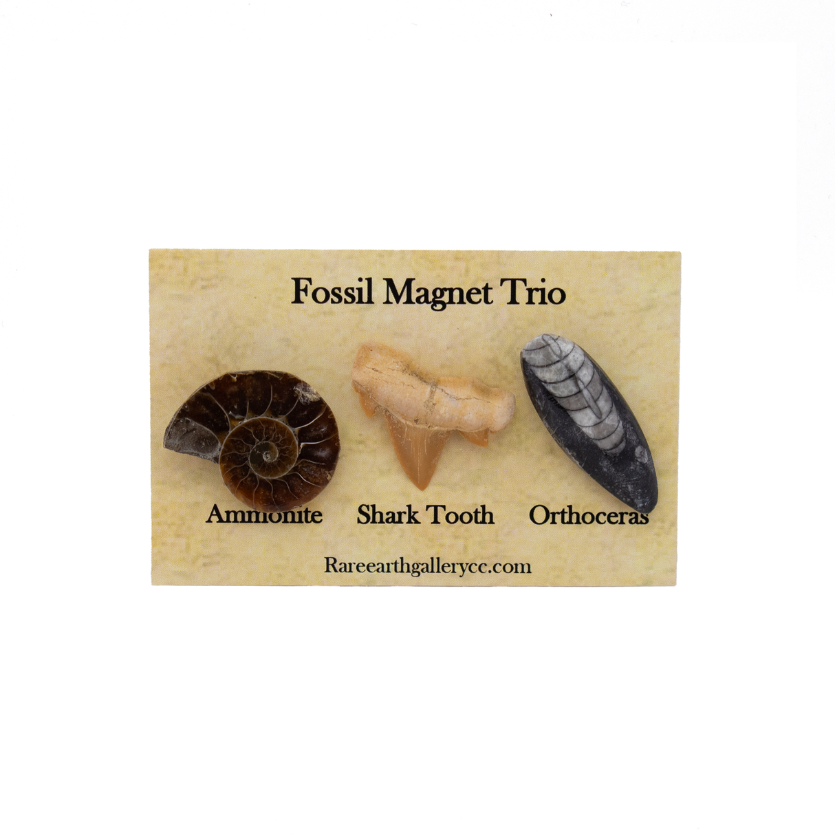 View of Fossil Magnet Set of 3 with Ammonite Half, Otudus Shark Tooth & Orthoceras