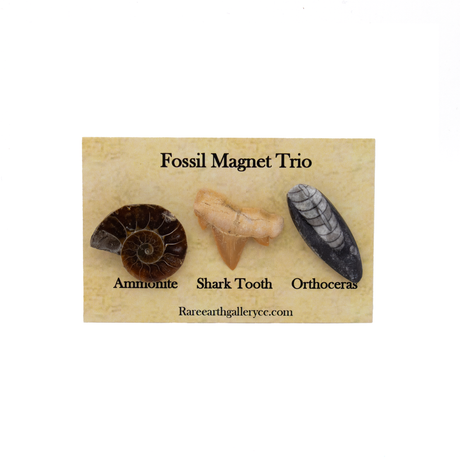 View of Fossil Magnet Set of 3 with Ammonite Half, Otudus Shark Tooth & Orthoceras
