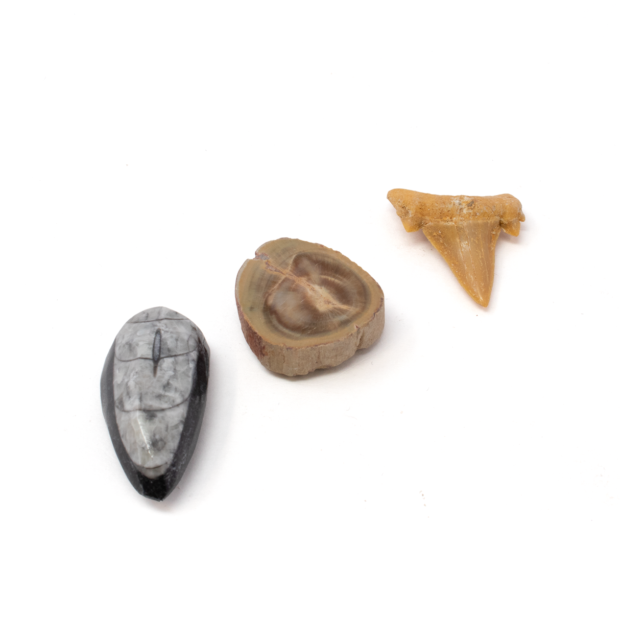Ensemble de 3 aimants fossiles avec Orthoceras, bois pétrifié de Madagascar et dent de requin Otudus