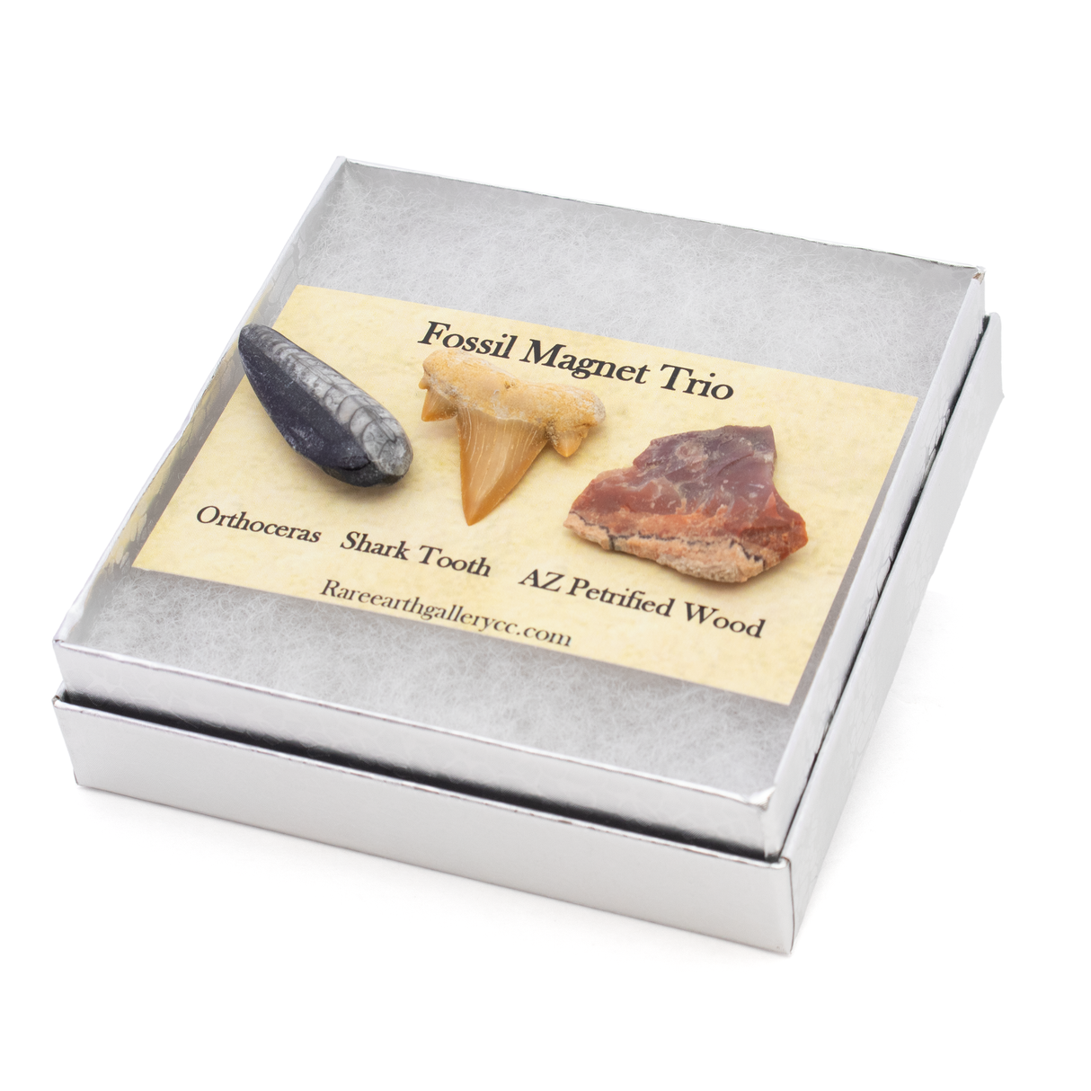 Fossil Magnet Set of 3 with Orthoceras, Otudus Shark Tooth & Arizona Petrified Wood