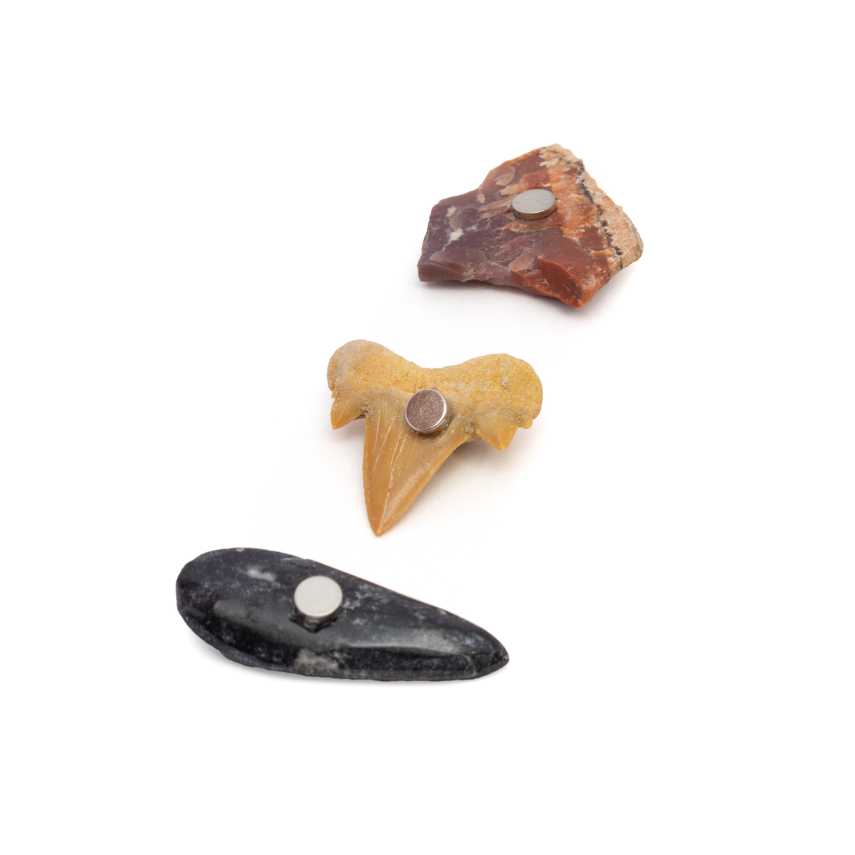 Fossil Magnet Set of 3 with Orthoceras, Otudus Shark Tooth & Arizona Petrified Wood