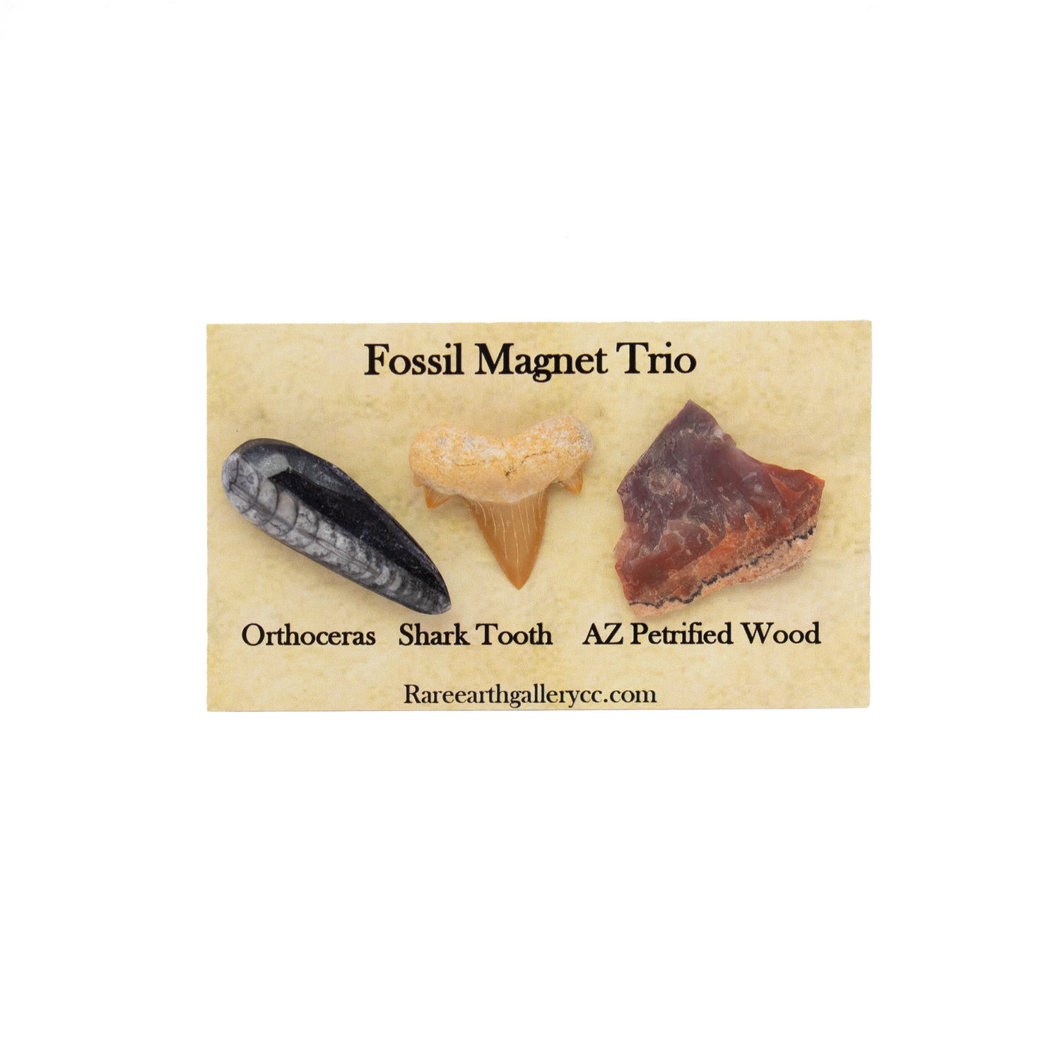 View of Fossil Magnet Set of 3 with Orthoceras, Otudus Shark Tooth & Arizona Petrified Wood