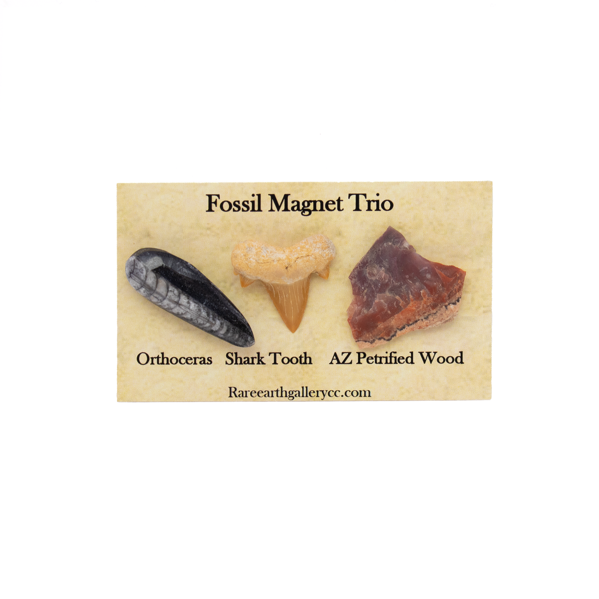 View of Fossil Magnet Set of 3 with Orthoceras, Otudus Shark Tooth & Arizona Petrified Wood