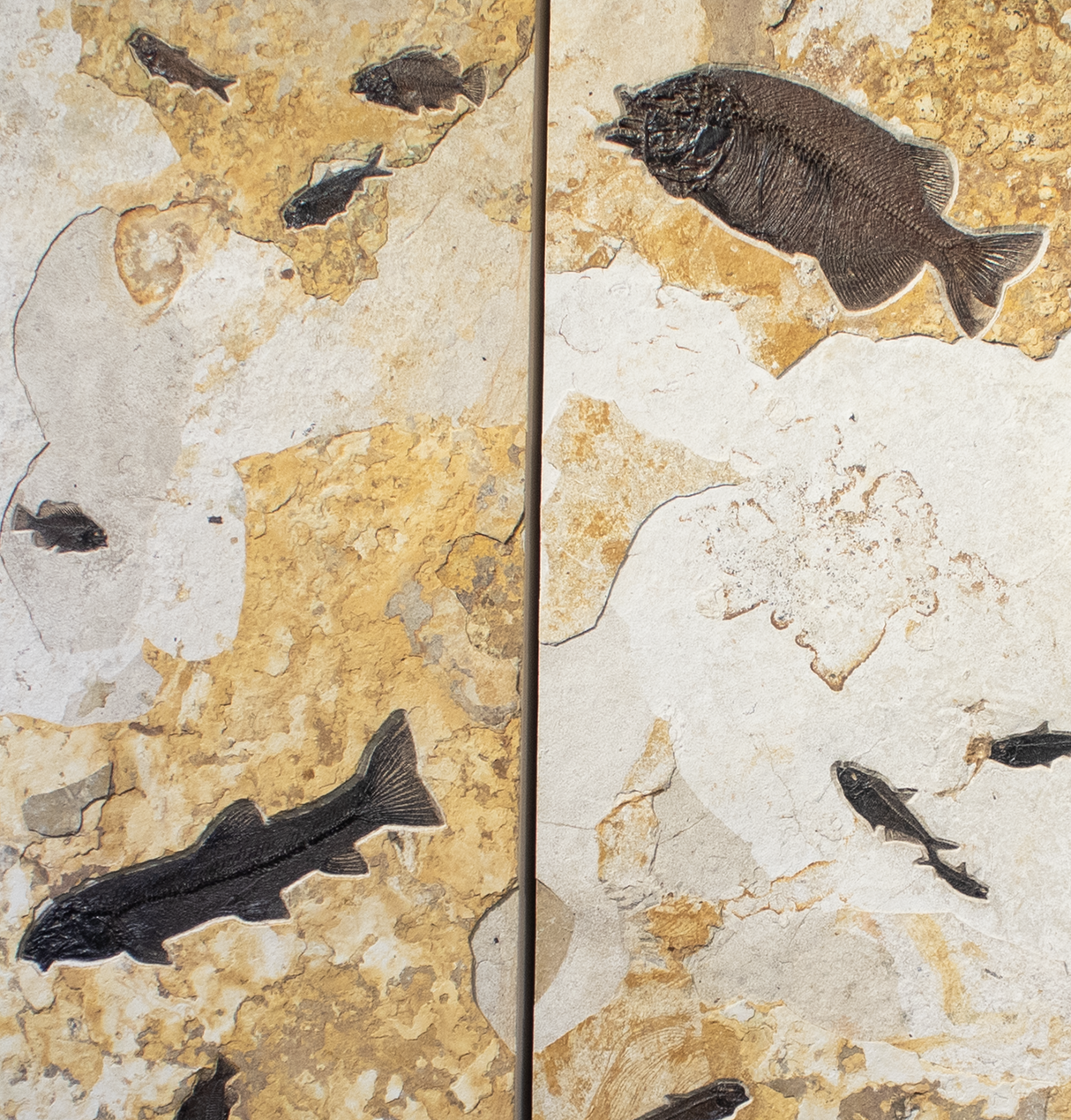 Wyoming Fish Fossil Triptych Wall Panel Trio within the Ash Limestone Layer