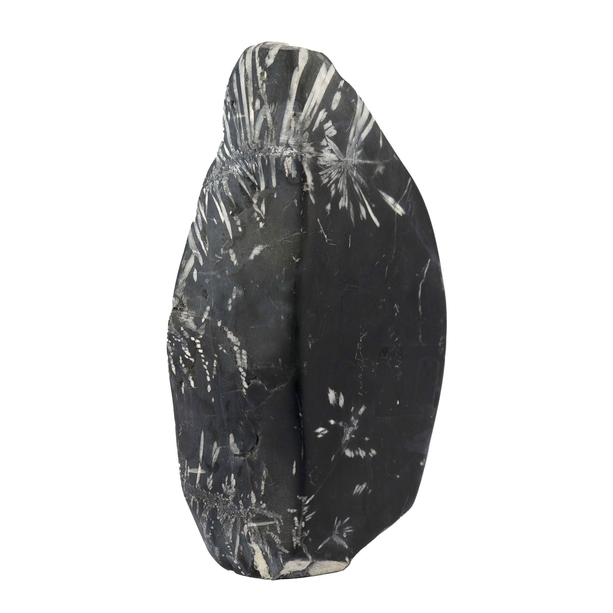 Large Chrysanthemum Stone