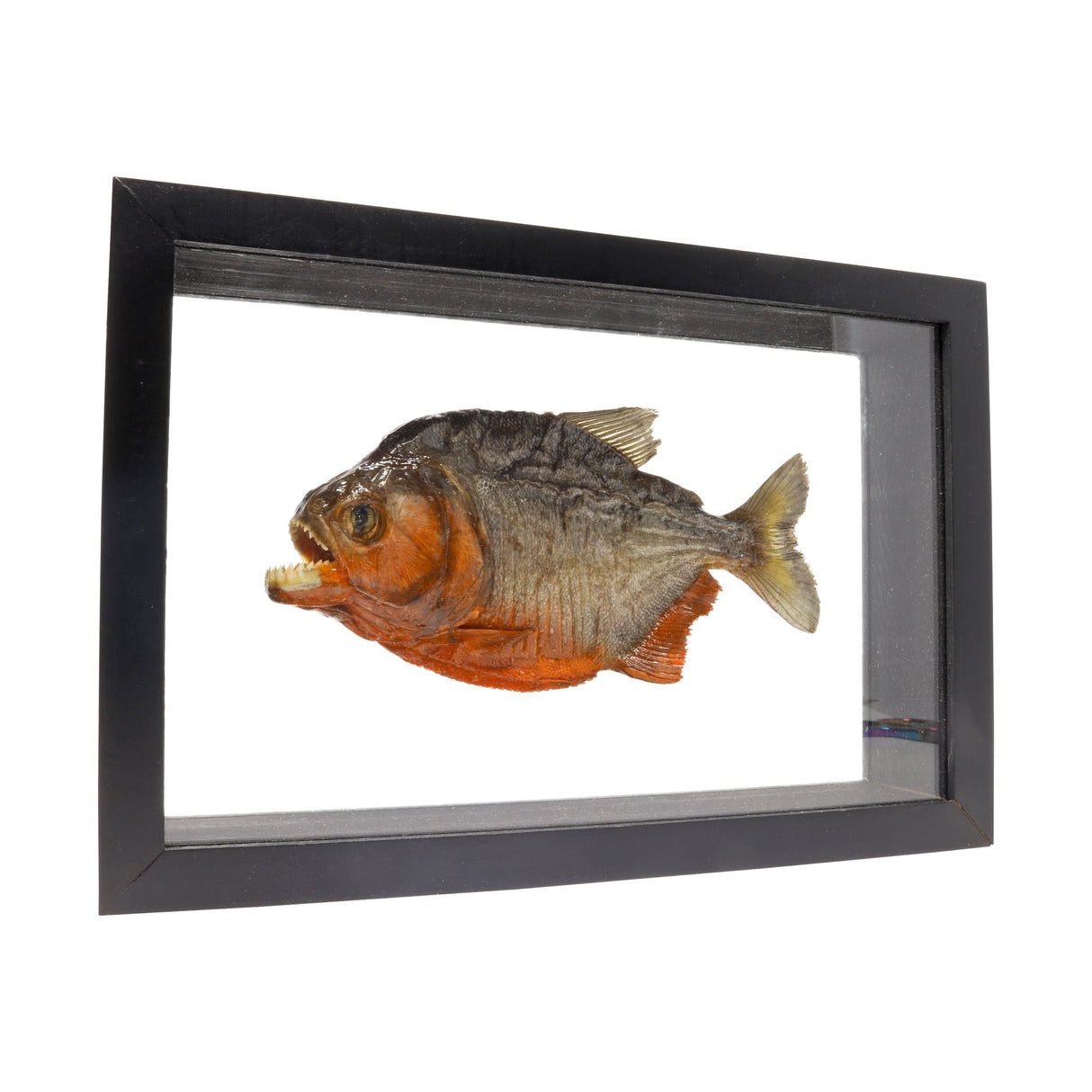 Piranha Fish Frame