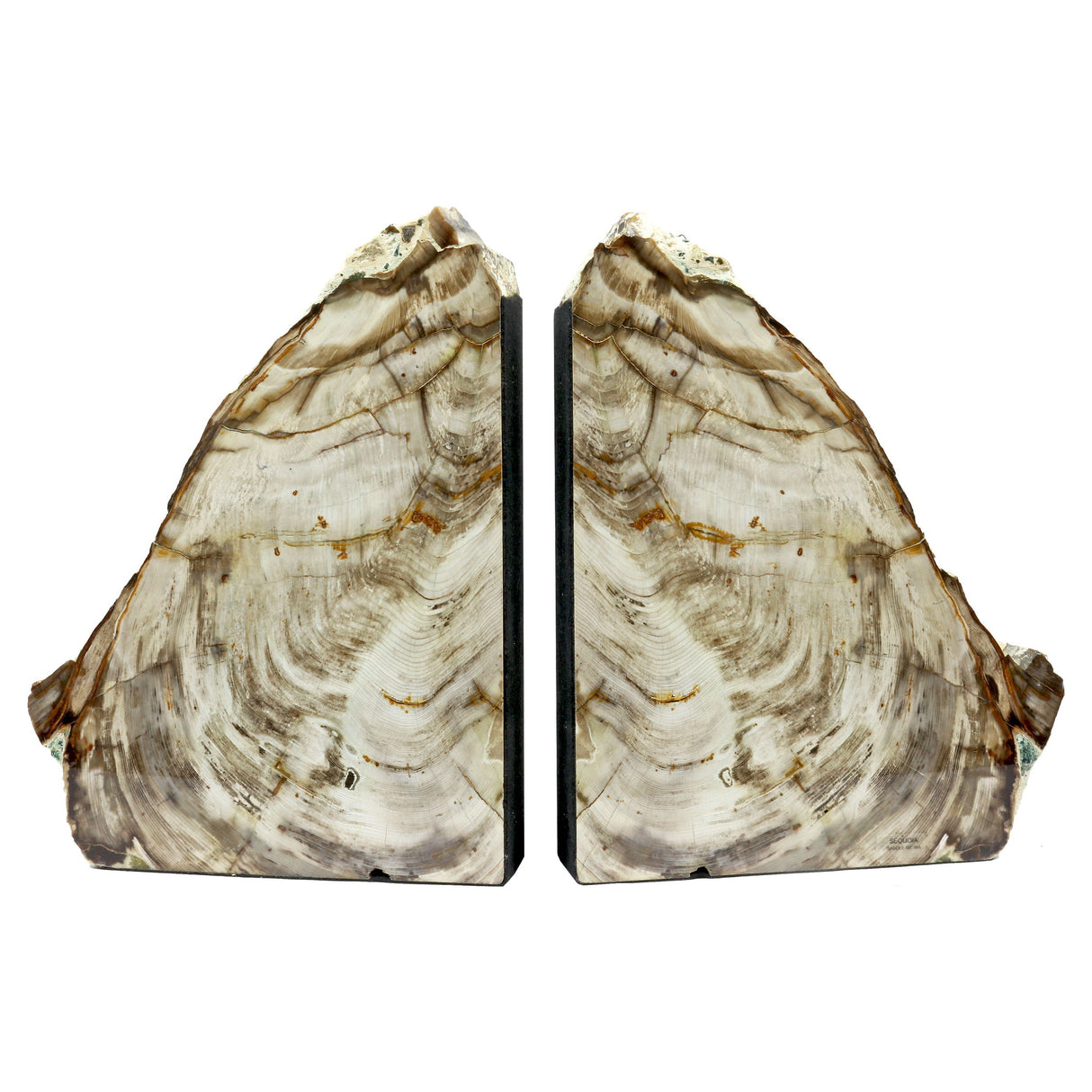 Saddle Mountain Washington Sequoia Petrified Wood Bookends