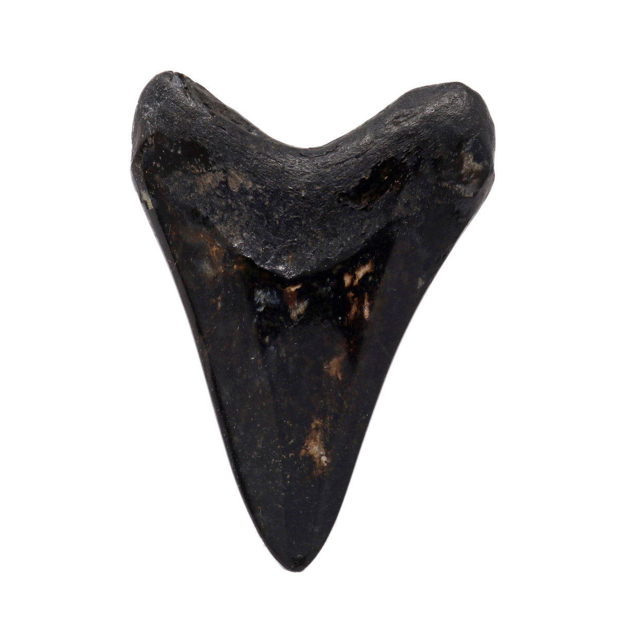Megalodon Shark Tooth A+ (Medium) from South Carolina