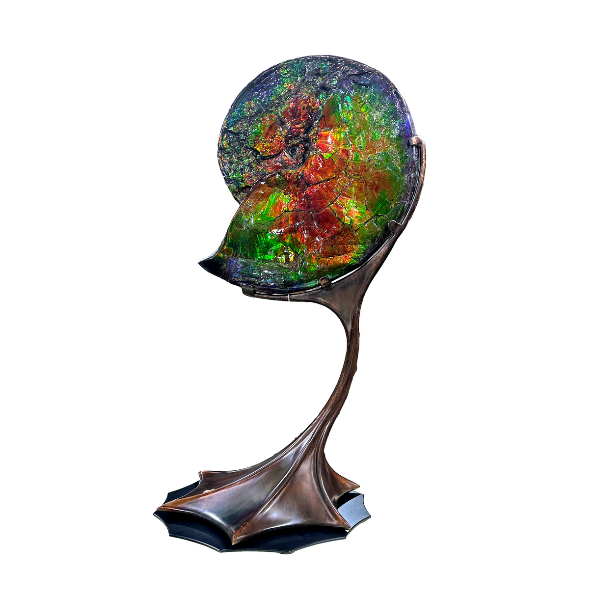 View of A+ Ammonlite Fossil in Custom Rotating Stand - Whole with Vibrant Colors in Theatrical Design Stand with Patina Finish