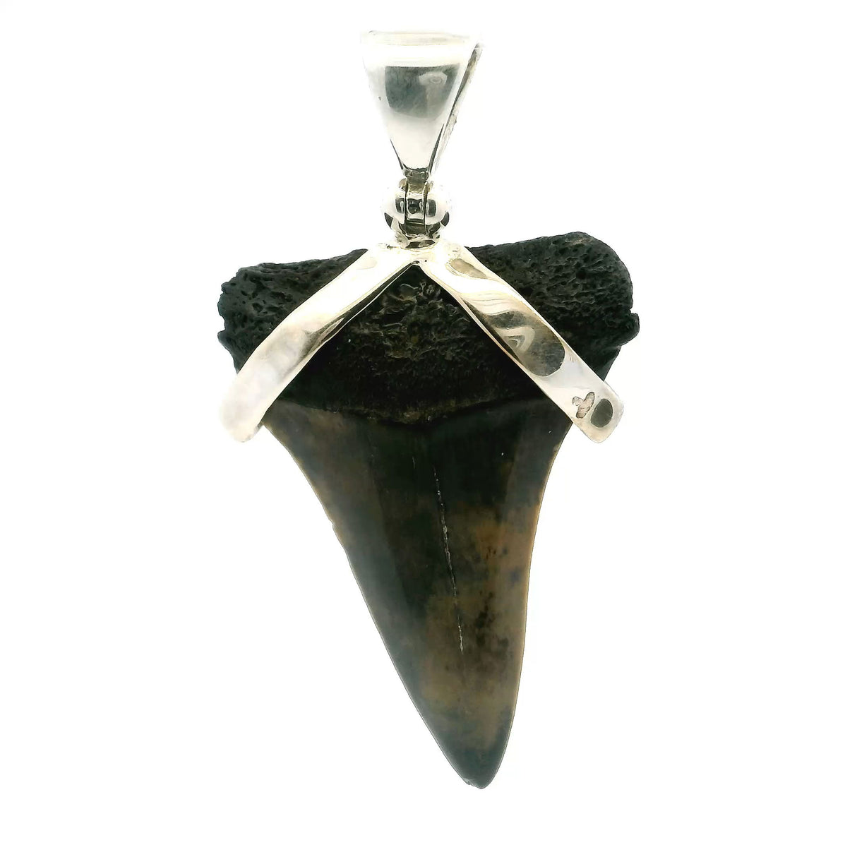 View of Fossilized Shark Tooth Pendant - Gray & Tan Mottled Tooth Set with Smooth Strap in 925 Sterling Silver