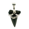 View of Fossilized Shark Tooth Pendant - Gray Tooth with Black Gum Set with Hammered Strap in 925 Sterling Silver