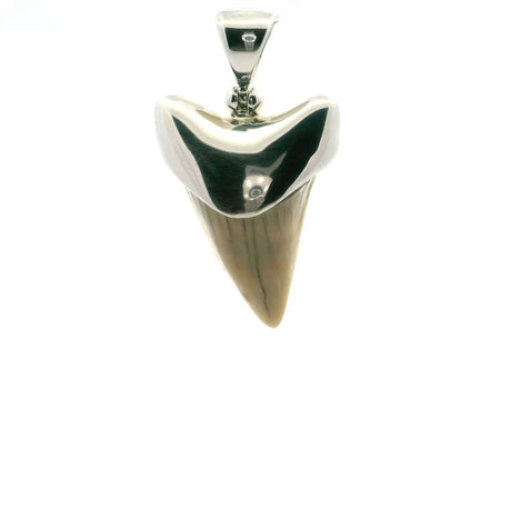 View of Fossilized Shark Tooth Pendant - Tan Tooth Lantern Set in Simple 925 Sterling Silver