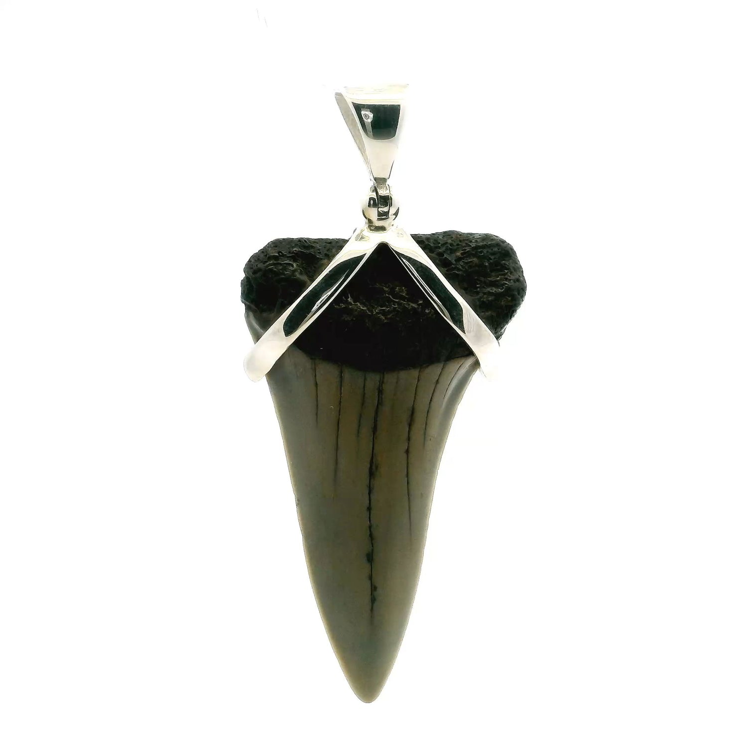 View of Fossilized Shark Tooth Pendant - Tan Tooth with Black Gum Set with Smooth Strap in 925 Sterling Silver
