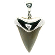 View of Fossilized Shark Tooth Pendant - Tan Tooth Lantern Set in Simple 925 Sterling Silver