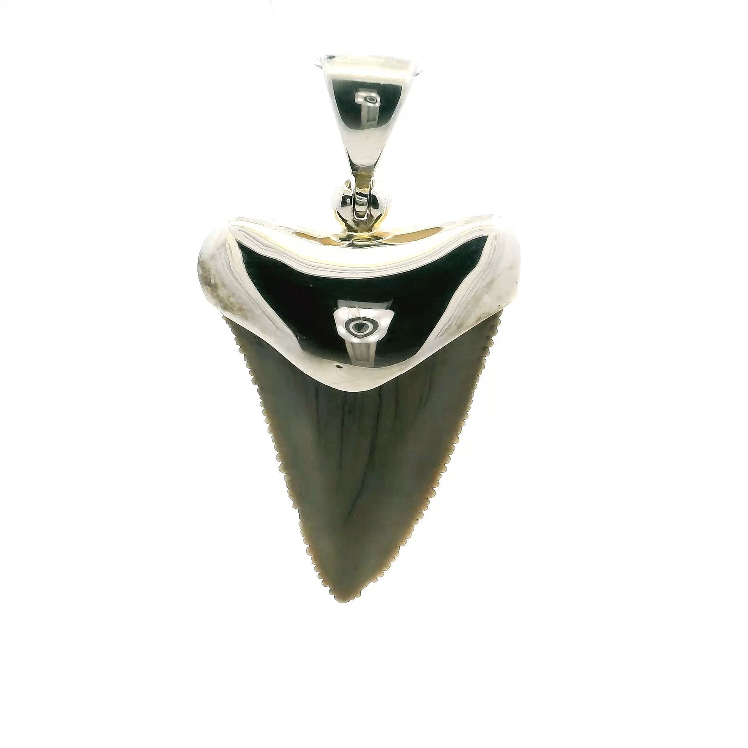 View of Fossilized Shark Tooth Pendant - Tan Tooth Lantern Set in Simple 925 Sterling Silver