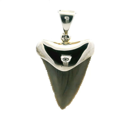 View of Fossilized Shark Tooth Pendant - Tan Tooth Lantern Set in Simple 925 Sterling Silver