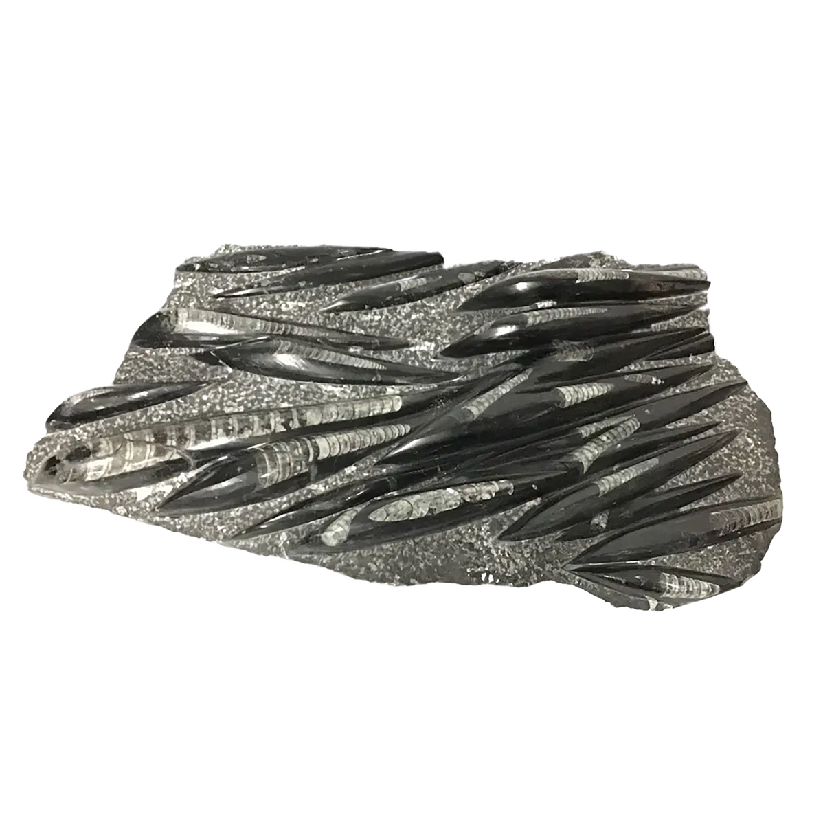 View of Orthoceras Fossil Plaque from Morocco with Lucite Easel