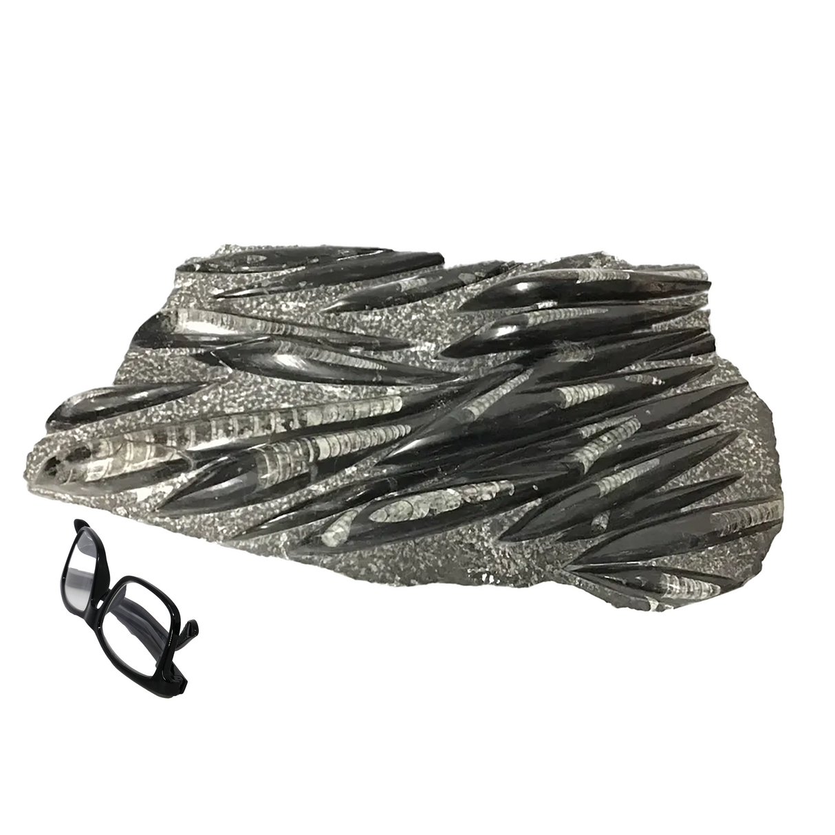 Orthoceras Fossil Plaque from Morocco with Lucite Easel