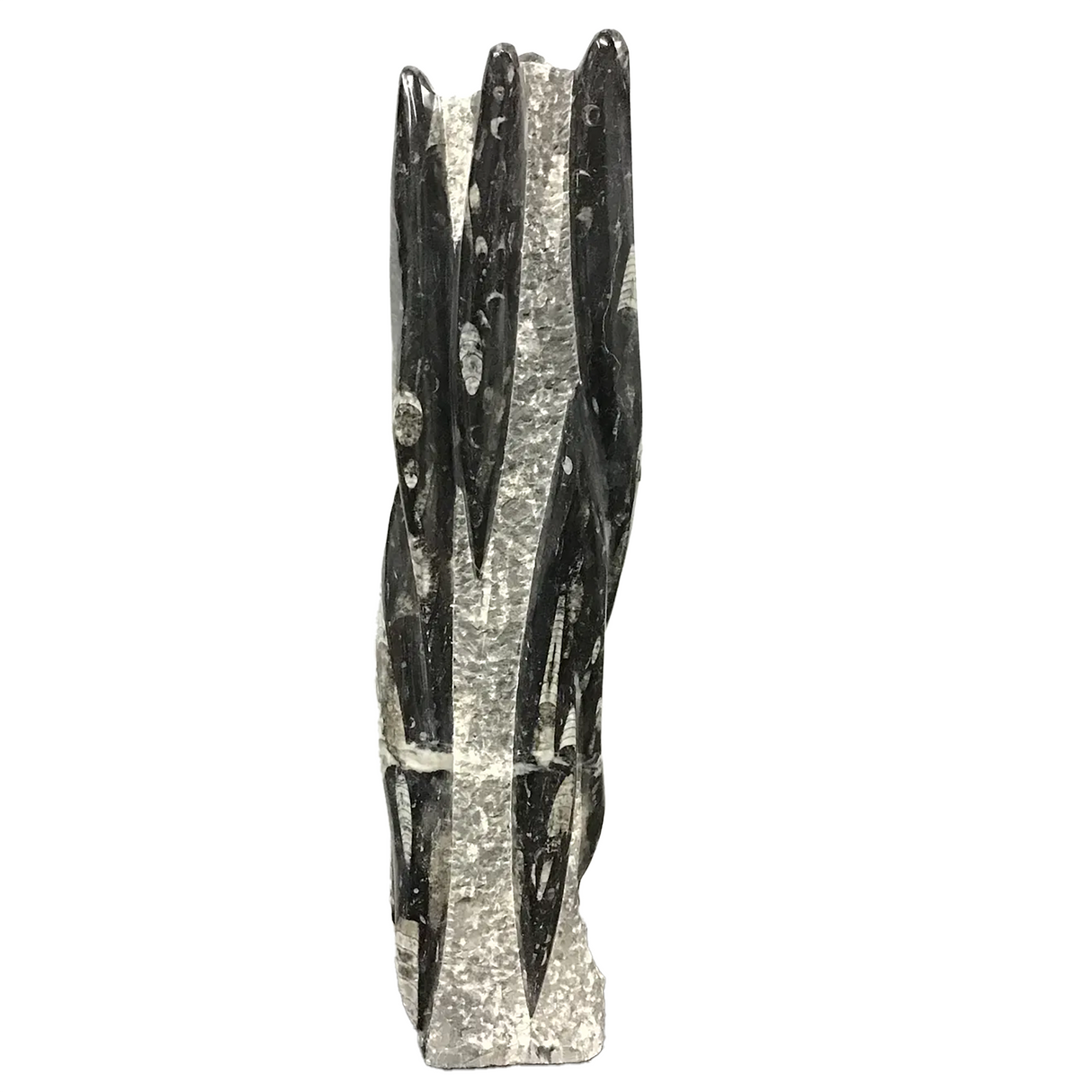 View of Orthoceras Fossil Sculpture from Morocco
