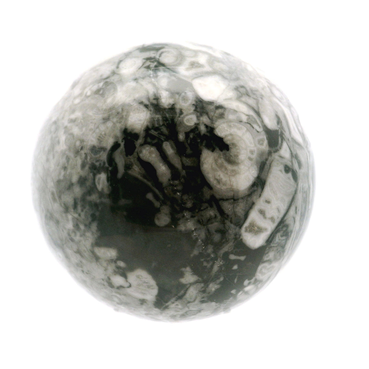 View of Orthoceras Fossil Sphere with Lucite Ring Stand - Light Gray