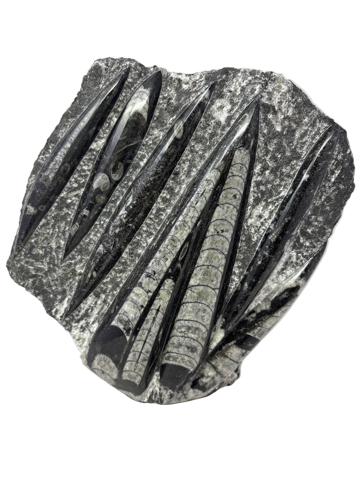 Orthoceras Fossil Plaque with Self-Standing Base