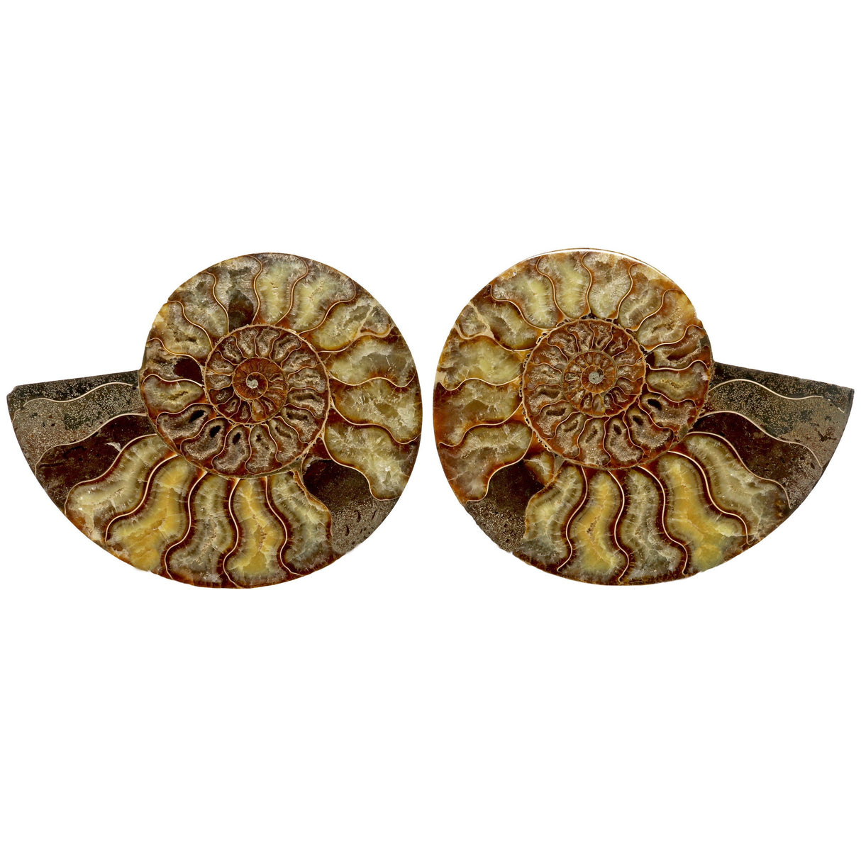 Ammonite Fossil Pair in Lucite Stands