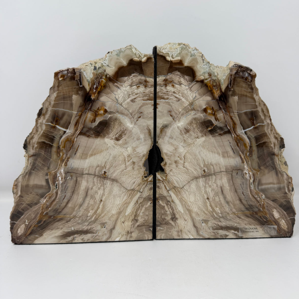 Saddle Mountain Sequoia Petrified Wood Bookends - Browns