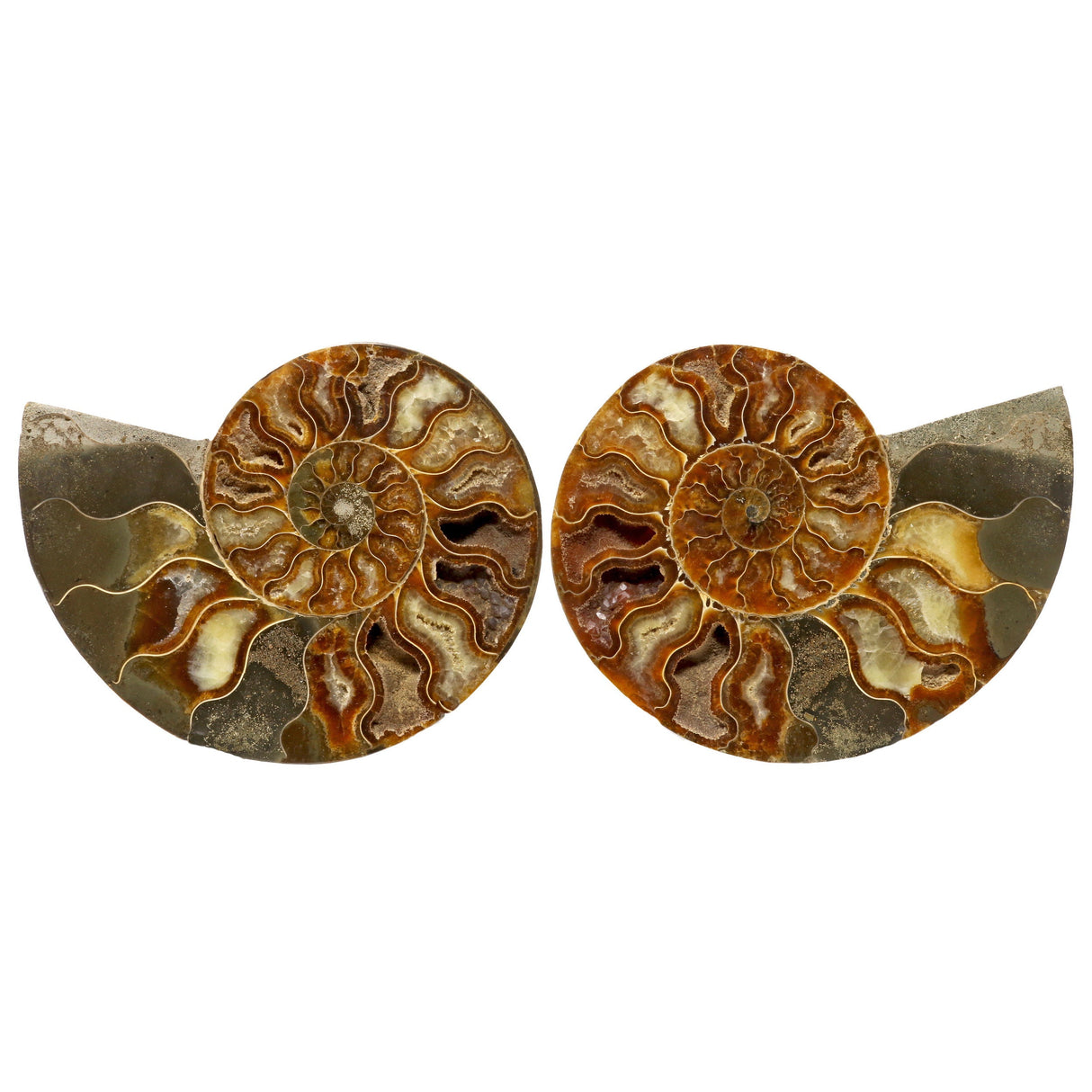 Ammonite Fossil Pair in Lucite Stands