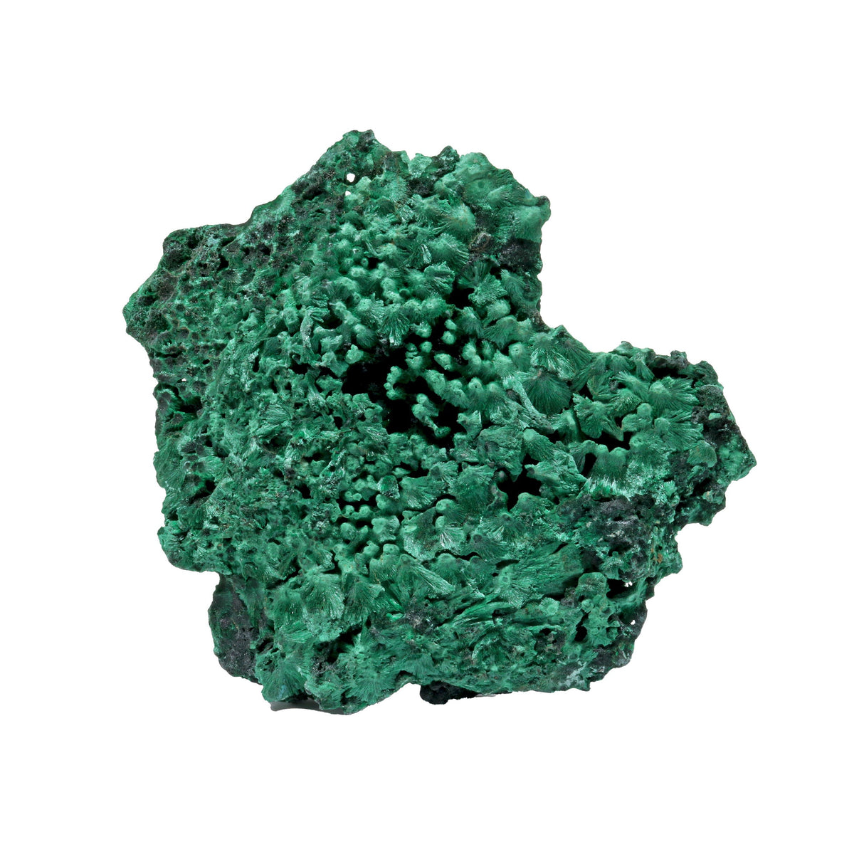 Chatoyant Fibrous Malachite Specimen - Flat with Flowers on Lucite Stand