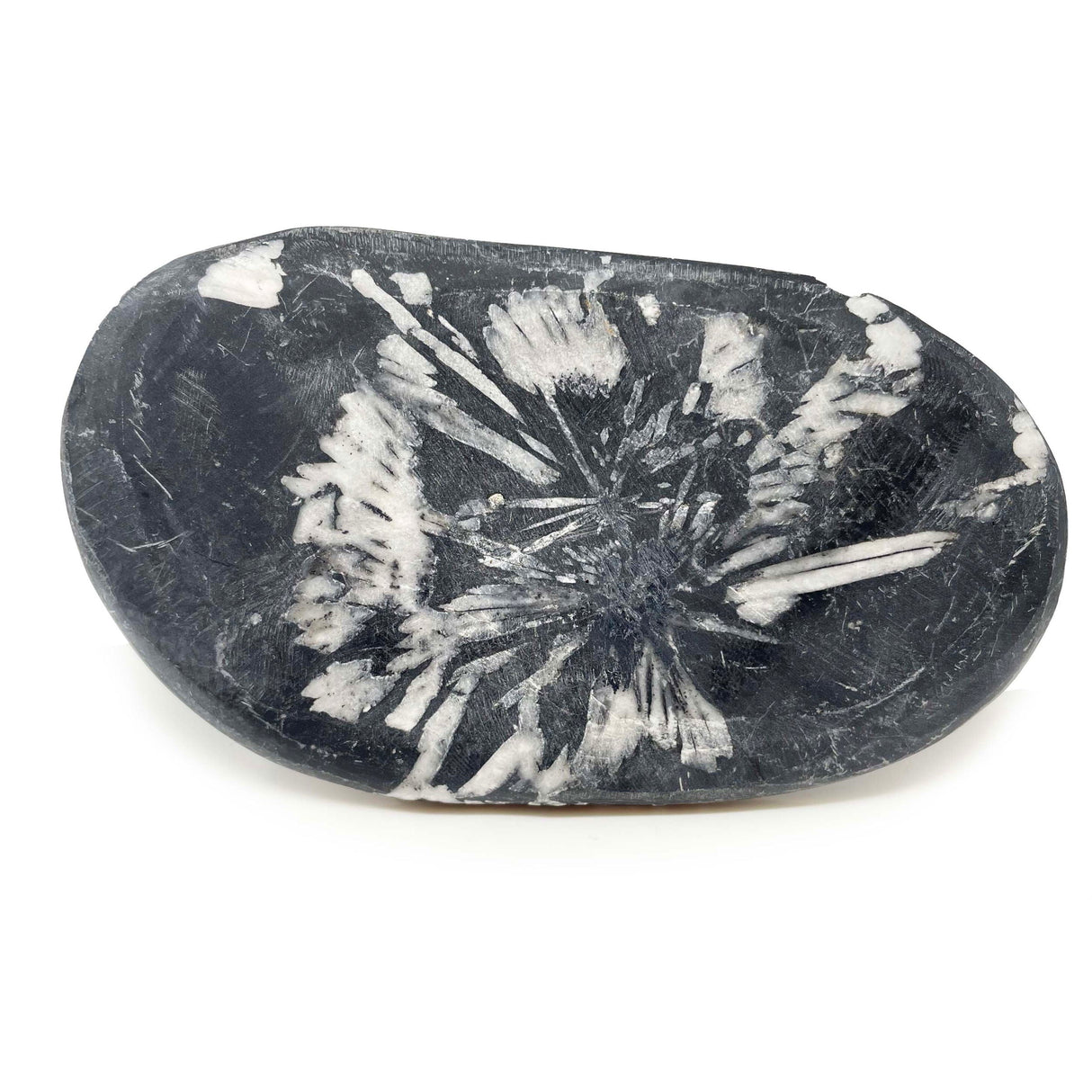 Chrysanthemum Palm Stone - Large