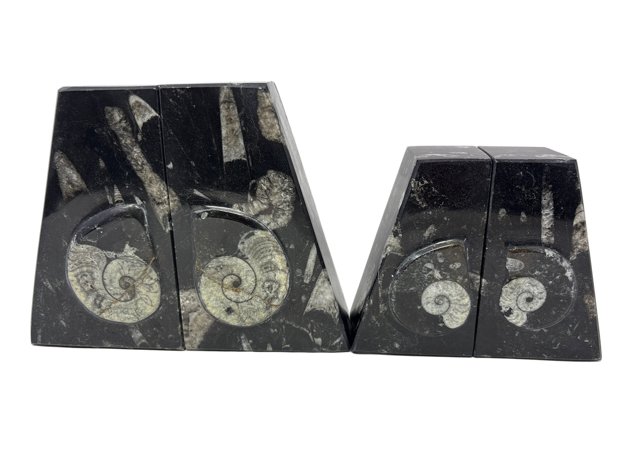 Ammonite and Orthoceras Fossil Bookends in Black Seabed - Trapezoid