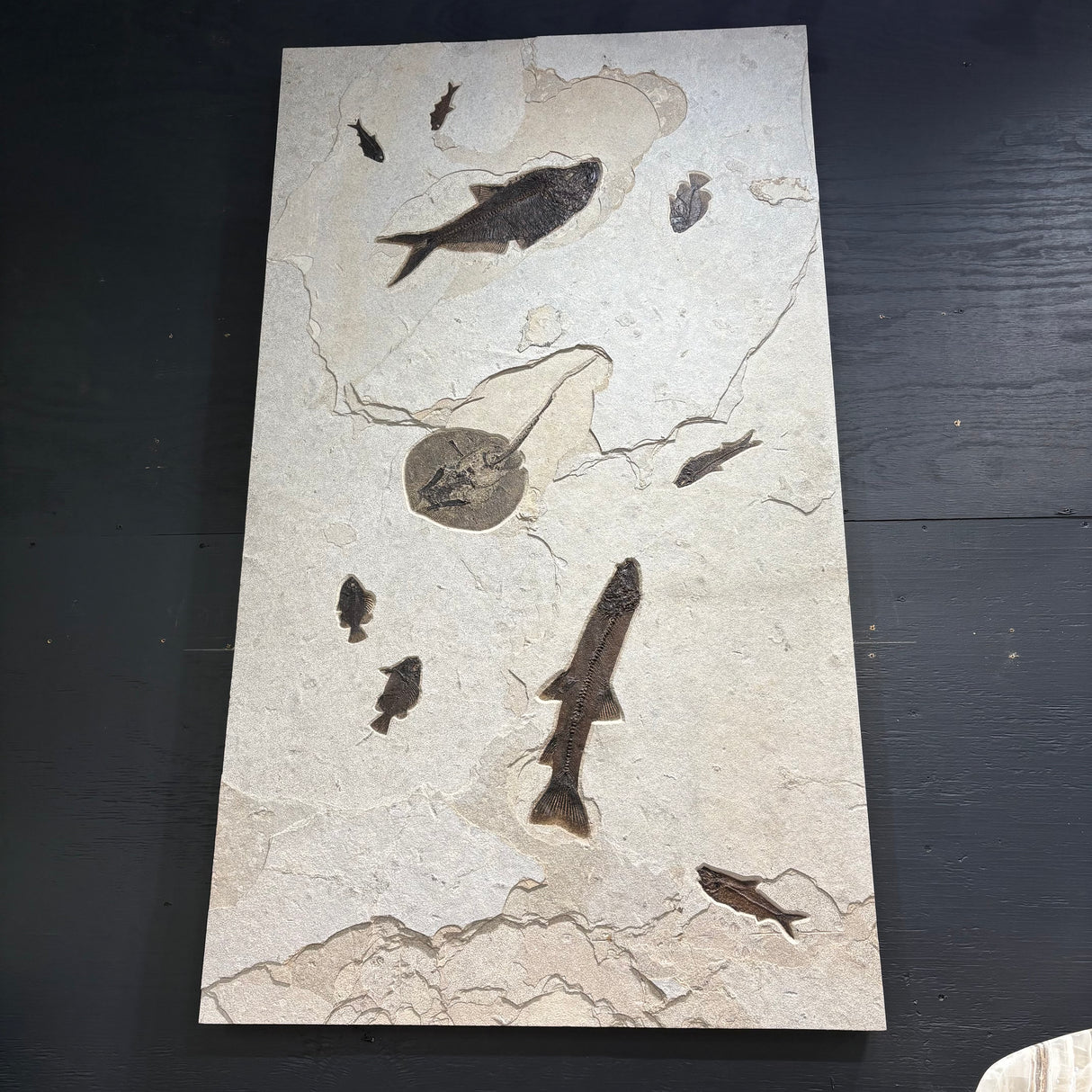 Stingray Fossil Mural Panel with Notogoneus & Knightia Fish Fossil Features - 4-way Mount